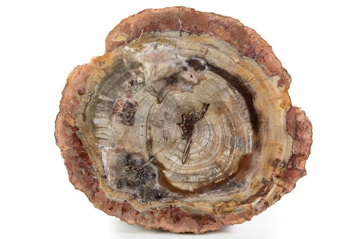 Polished Petrified Wood (Araucaria) Round - Madagascar #341528